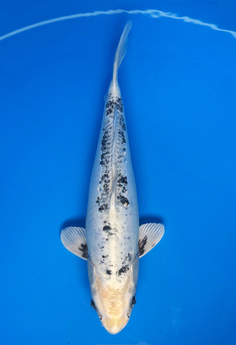 50124 Kikokuryu 54 cm Nisai