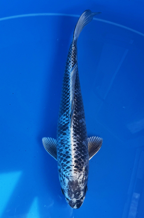 50125 Shiro Mukashi Ogon 45 cm Nisai
