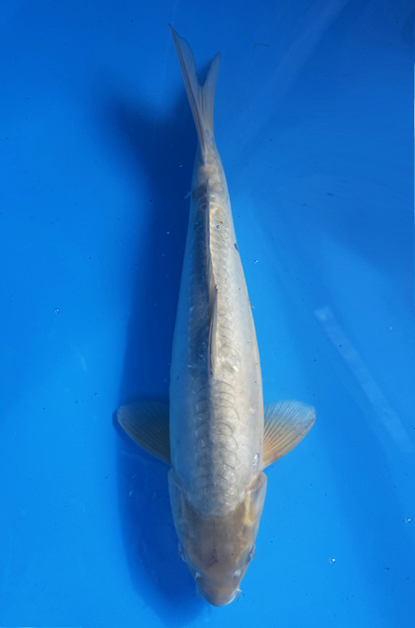 50126 Doitsu Soragoi. 47 cm Nisai