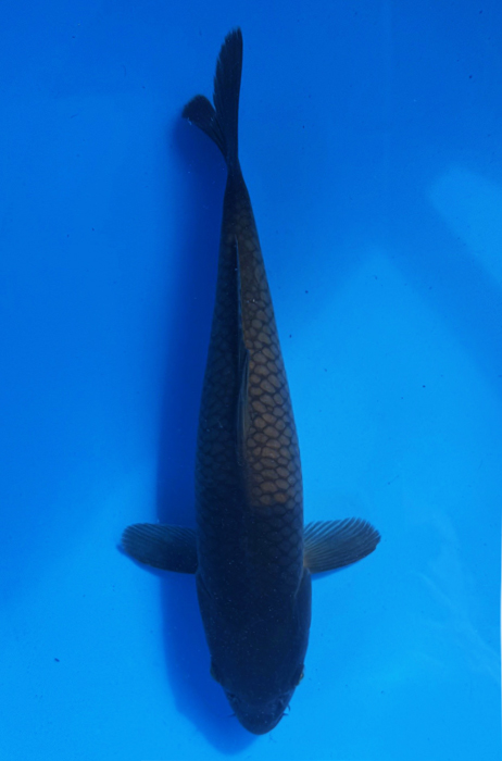 50127 Dark Karasugoi-Ochiba 33 cm Jumbo Tosai