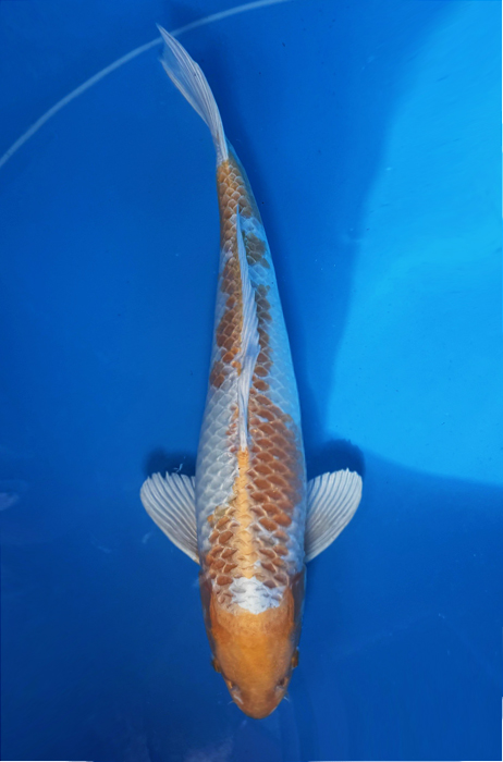 50128 Hariwake 60 cm Sansai