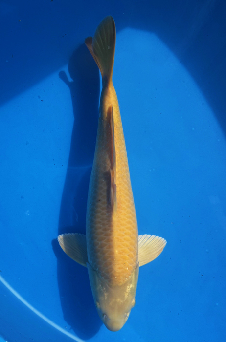 50129 Karashigoi 46 cm Nisai