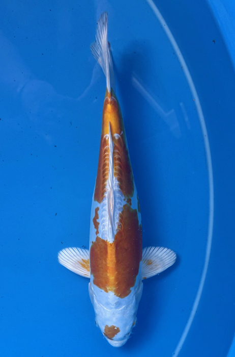 50155 Doitsu Hariwake 42 cm Nisai