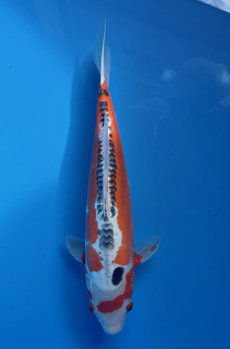 50158 Mix Shusui x Kumonryu 38 cm Nisai