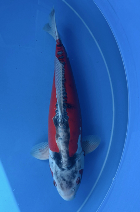 50159 Shusui 55 cm Female Sansai
