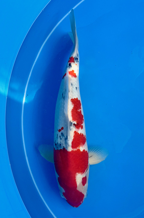 50161 Sanke 55 cm Female Nisai