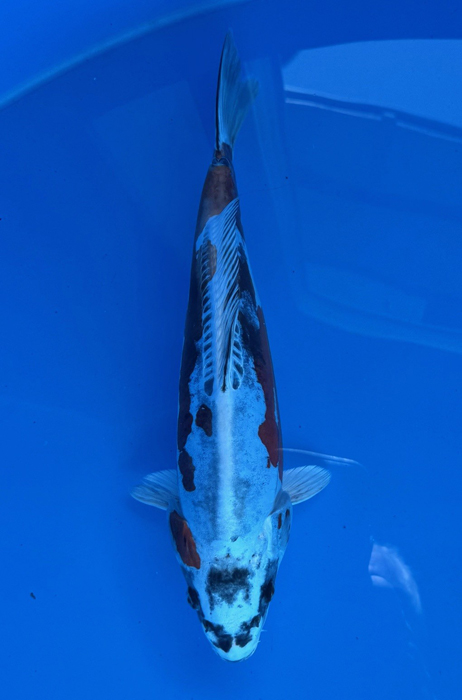 60170 Doitsu Metallic Ochiba x Kikokuryu 35 cm Jumbo Tosai
