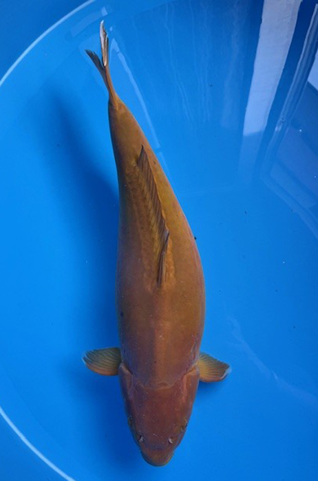 60172 Doitsu Chagoi 63 cm Sansai Female