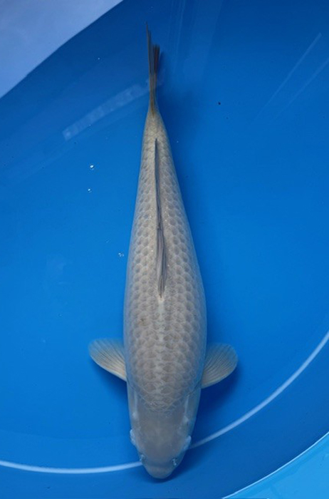 60173 Mix Chagoi x Karashigoi 60 cm Sansai