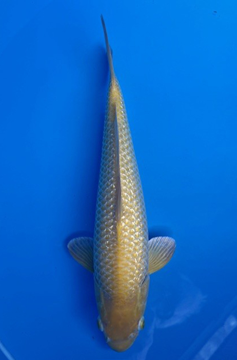 60174 Mix Ginrin Chagoi x Karashigoi 48 cm Nisai