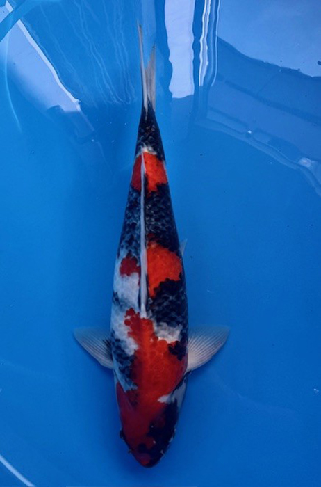60175 Showa 56 cm Sansai