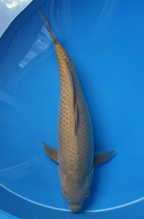 60175 Karashigoi x Chagoi 62 cm Sansai