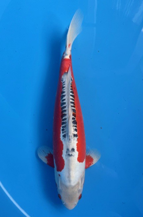 60177 Shusui 48 cm Nisai