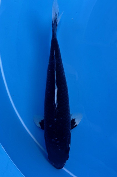 60180 Hijiro 42 cm Nisai