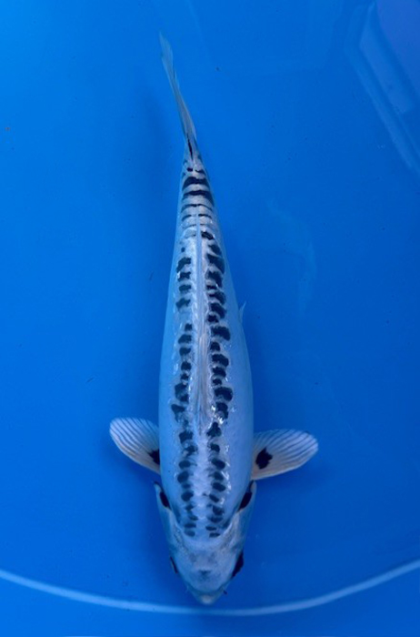 60179 Doitsu Gin Matsuba 40 cm Nisai