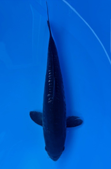 60178 Doitsu Karasugoi 50 cm Nisai